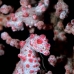 seahorse_pygmy_hr_si_v_0021_kom0339.jpg